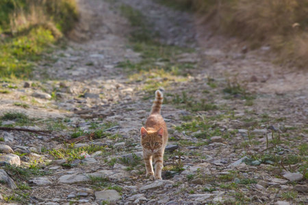 Little brown kitty on stone road in summerの写真素材