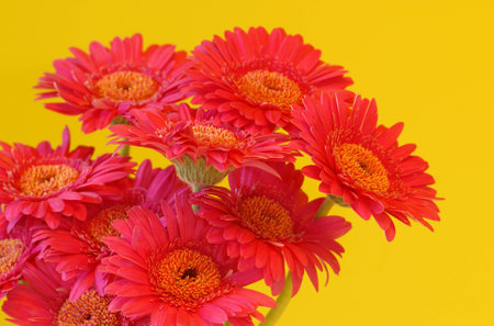 Close-up of beautiful colorful Daisy flowers in white vase