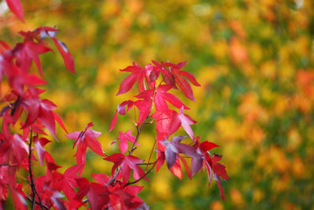 Beautiful autumn fall colorful leavesの写真素材