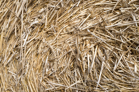 Abstrack texture close up golden straw for background