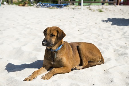 Young brown dog lying on beach sand sunny day outdoor in blue pet collar on natural backgroundの写真素材