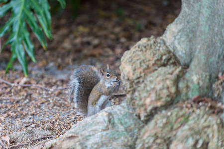Closeup view of one beautiful curious funny cute small wild animal of squirrel grey colour with long...