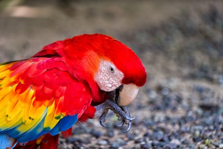 beautiful cute funny bird of red feathered ara parrot outdoor on green natural backgroundの写真素材