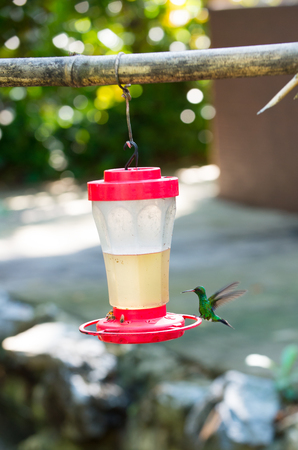 small hummingbird bird with long beak flying near feeder or drinking bowl with bee sunny outdoor on natural backgroundの写真素材