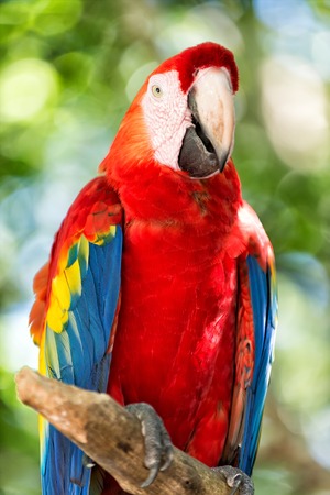 beautiful cute funny bird of red, blue, yellow feathered ara parrot outdoor on green natural backgroundの写真素材