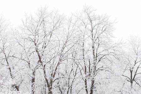 bare tree covered with frosty snow on branches in winter at christmas or new year isolated on white...