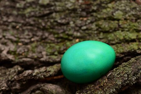 colorful green egg on wooden bark in selective focus . Happy Easter conceptの写真素材