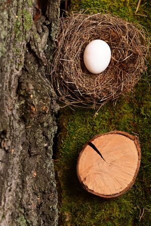 white egg inside small nest with wooden block or stump on moss background. Happy Easter conceptの写真素材
