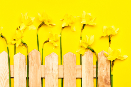 wooden fence with yellow narcissus with green stem, spring flower bouquet for holiday greeting on colorful sunny background, womens and mothers day, easter celebration, gardeningの写真素材