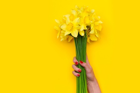 yellow narcissus with green stem, spring flower bouquet in female hand of girl or woman for holiday greeting on colorful sunny background, copy space, womens and mothers day, easter celebrationの写真素材