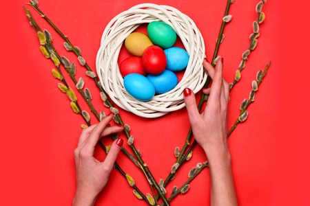 hands of girl with colorful handmade painted eggs in white wooden wreath near willow branch on red background. happy easter conceptの写真素材