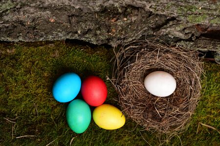 set of colorful eggs on moss and inside nest on natural background. Happy Easter concept, top viewの写真素材