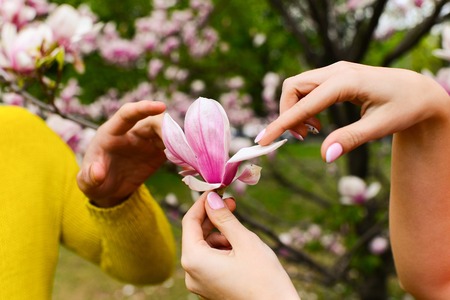 love and family concept, male and female hands with pink magnolia flowerの写真素材