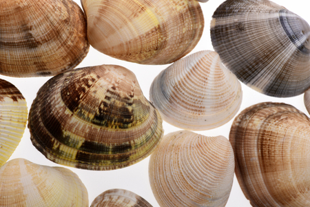 set of sea mollusk shells isolated on white backgroundの写真素材