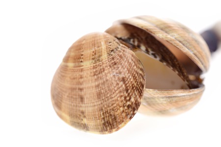 Cowries shells isolated on white background, selective focusの写真素材