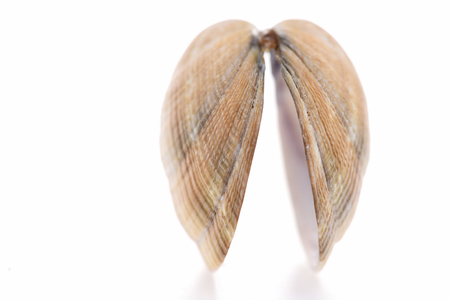 Brown conch shell isolated on white backgroundの写真素材