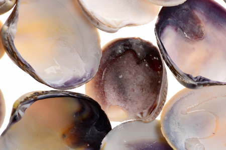 shells from sea in selective focus isolated on white backgroundの写真素材