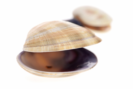 Ocean shell isolated on white background, copy spaceの写真素材