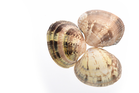 shells from ocean isolated on white backgroundの写真素材