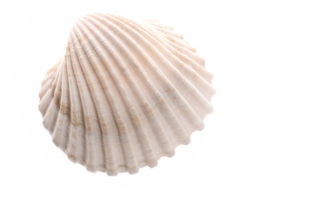 clam mollusk shell isolated on white backgroundの写真素材