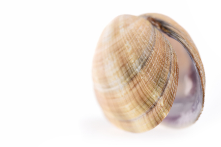 Sea mollusk isolated on white background, copy space
