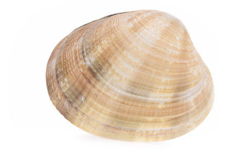 Conch spiral mollusk isolated on white background
