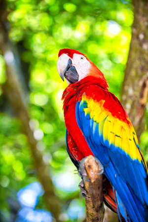 beautiful cute funny bird of red, blue, yellow feathered ara parrot outdoor on green natural backgroundの写真素材