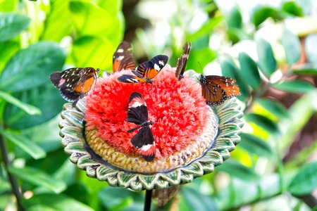 Butterflies or cute insects with brightly colored wings feeding nectar from large blossoming flower with green leaves on sunny summer day on natural background. Beauty of nature. Wildlifeの写真素材