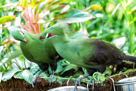 Birds couple or pair perched on twig on sunny day on natural background. Cute tufted spices with green plumage. Mating season. Wildlife and nature. Ornithologyの写真素材