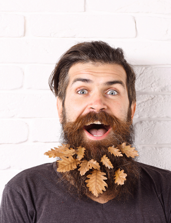 handsome bearded man with stylish mustache and autumn yellow leaves in long beard on smiling face on white brick wall backgroundの写真素材