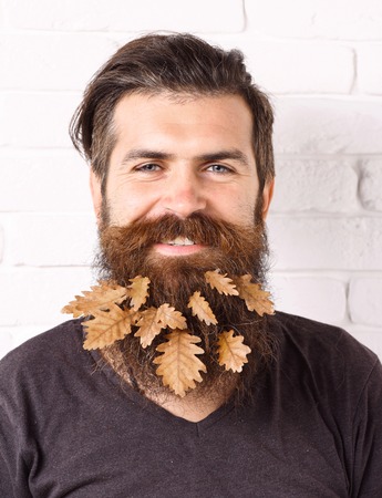 handsome bearded man with stylish mustache and autumn yellow leaves in long beard on smiling face on white brick wall backgroundの写真素材
