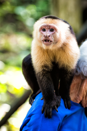 Capuchin monkey sitting on male shoulder in Honduras on sunny summer day on natural blurred background. Wildlife, wild animals and nature conceptの写真素材