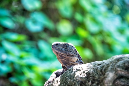Lizard iguana sitting on grey stone in Honduras on sunny day on blurred green natural background. Wildlife, wild animals and nature conceptの写真素材