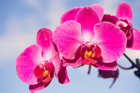 Orchid flower on blue sky background. Phalaenopsis Orchid flower. Floral background.の写真素材