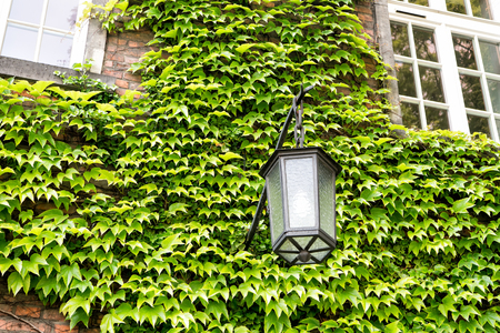 Green plant on brick wall background in Krakow, Poland. Creeper, street lamp and windows on house facade. Eco town and ecology concept. vintageの写真素材