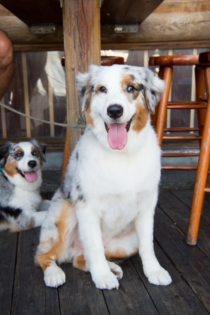 Pets and domestic animals. Dogs resting on wooden floor in Key West, USA. Puppies with white, brown and black hair under table. Friends and friendship. Empathy and assistance conceptの写真素材