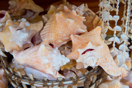Shells in basket on wooden background in Key West, USA. Vacation and holiday souvenirs. Travel and traveling conceptの写真素材