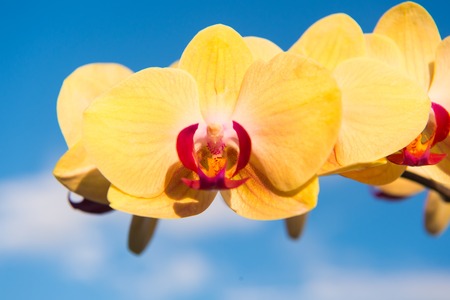 Orchid yellow flower on blue sky background. Phalaenopsis Orchid flower. Floral background.の写真素材
