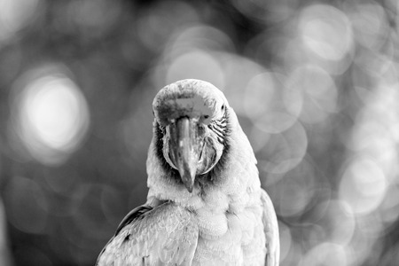 beautiful cute funny bird of red and green feathered ara parrot outdoor on green natural background