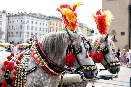 Horses in harness decorated with feather, pompon, brass in square in krakow, poland. Ride, tour, sightseeing, travel conceptの写真素材