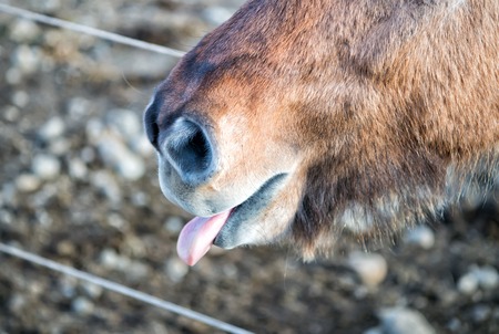 Muzzle, nostril, nose and tongue stick out of horse mouth in Iceland on natural landscape. Animal environment, fauna or zoo conceptの写真素材