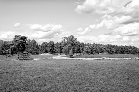 Heathland with flowering common heather (Calluna vulgaris) and an oak in the Lueneburg Heath (Lueneburger Heide) in Lower Saxony, Germany. HDRの写真素材