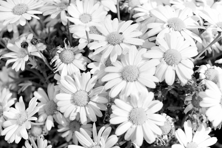 beautiful chamomile or daisy medical flower field white and yellow color as floral natural backgroundの写真素材