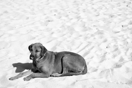 Young cute brown dog lying on white beach sand sunny day outdoor in blue pet collar on natural background, copy spaceの写真素材