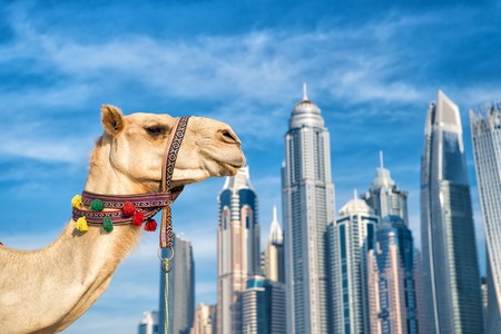 DUBAI Camel on skyscrapers background at the beachの写真素材