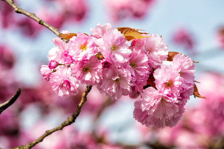 Flower blossom of pink cherry sakura tree on sunny day on natural background. Beauty of nature. Spring, youth, growth conceptの写真素材
