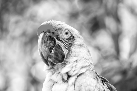 ara parrot, beautiful cute funny bird of green and red feathered outdoor on green natural backgroundの写真素材