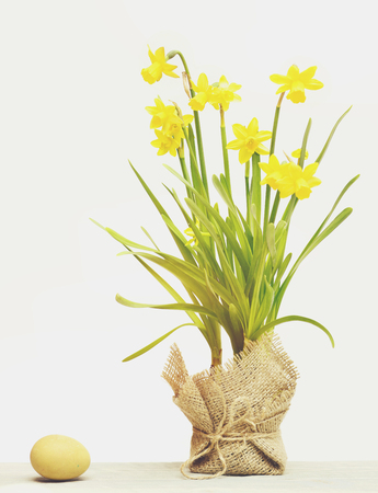 funny easter egg spring yellow narcissus flower on green stem in burlap, traditional egg isolated on white background, womens or mothers day, happy easter concept, healthy food, copy spaceの写真素材