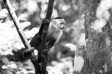 Monkey capuchin sitting on tree branch in rainforest of Honduras on sunny summer day on blurred natural background. Wildlife, wild animals and nature conceptの写真素材