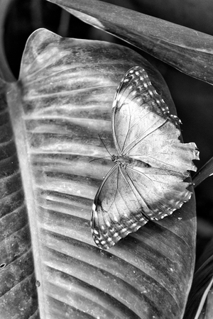 Butterfly or moth, cute insect with blue and brown colored wings sitting on green leaf on sunny summer day on natural background. Beauty of nature. Wildlifeの写真素材